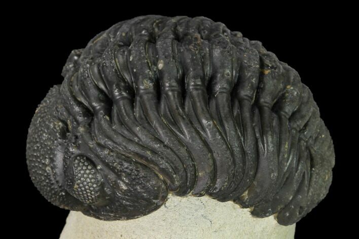 Detailed Morocops Trilobite - Foum Zguid, Morocco #165888